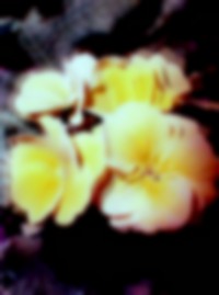 Image from work titled Spectral Days