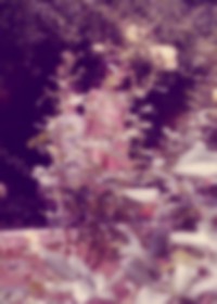 Image from work titled Spectral Days