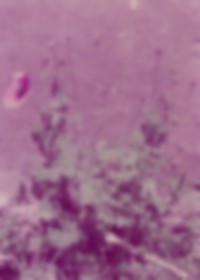 Image from work titled Spectral Days